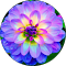 <a href="https://g.co/kgs/EegzMMV">Mehwish J</a>